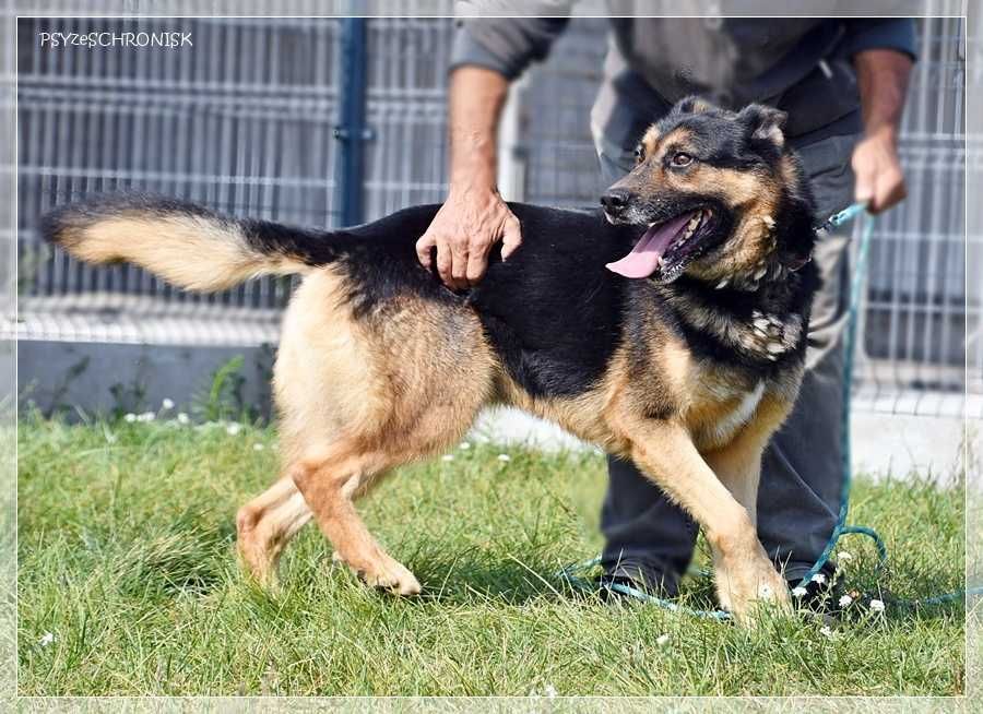 Żywiołowy Waldi szuka domu