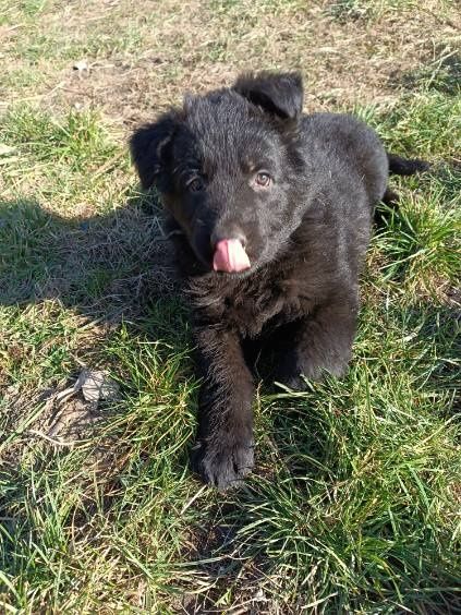 Sprzedam suczke owczarek niemiecki  czarna