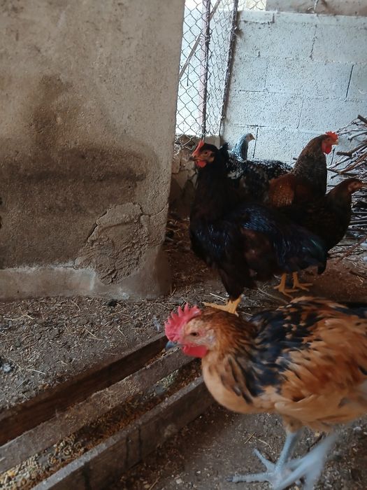 Galos de ovos azuis, verdes e andaluza suranha