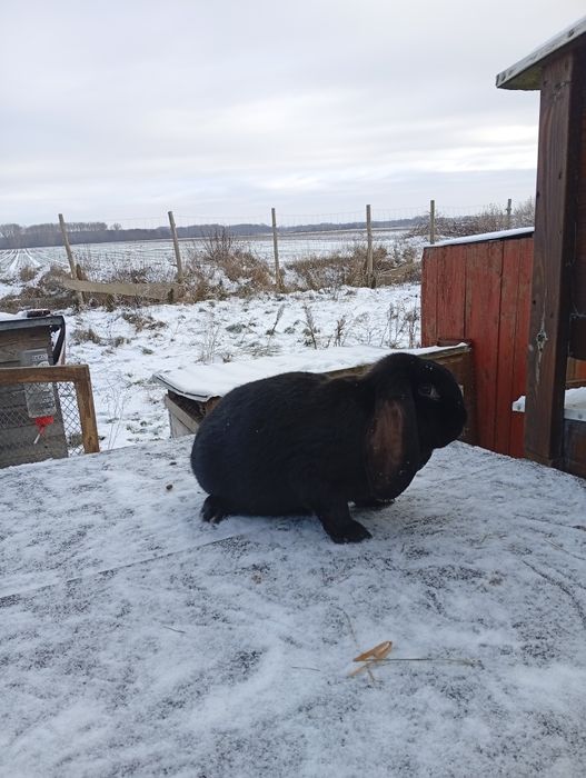 Samiec baran francuski młody