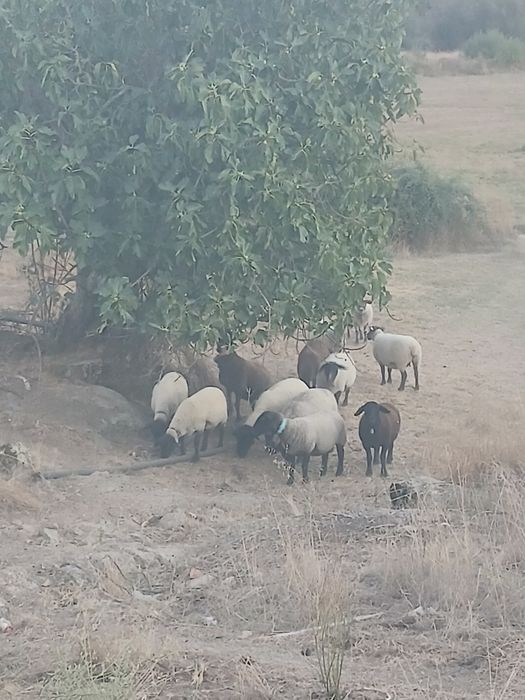Ovelhas suffolk e cruzadas