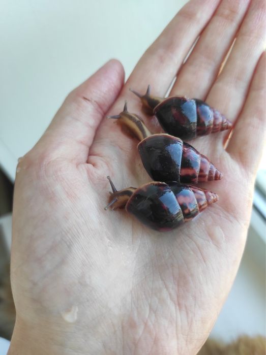 Ахатина лимиколярии епос