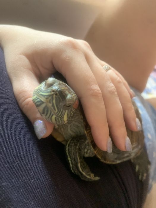 Черепаха красновуха