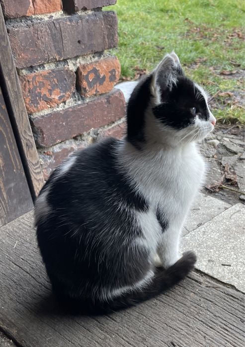 Oddam kotki w dobre ręce