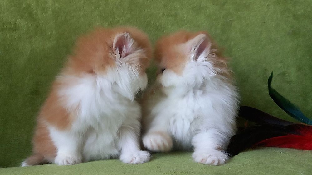 Персидские котята