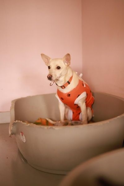 Kiara czeka na uśmiech od losu - chętnie przypilnuje podwórka