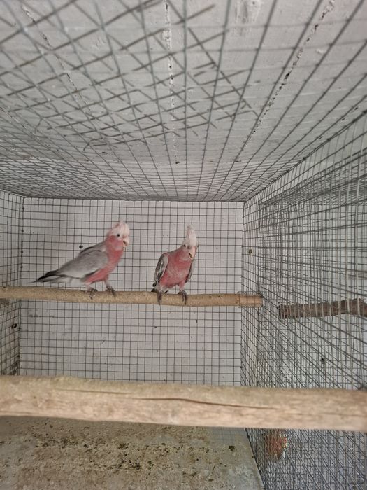 Casal catatuas galah
