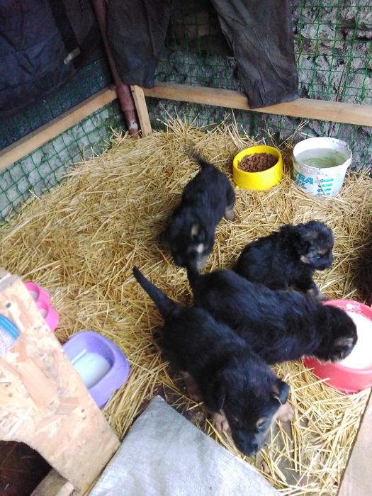 Продам щенков немецкой овчарки