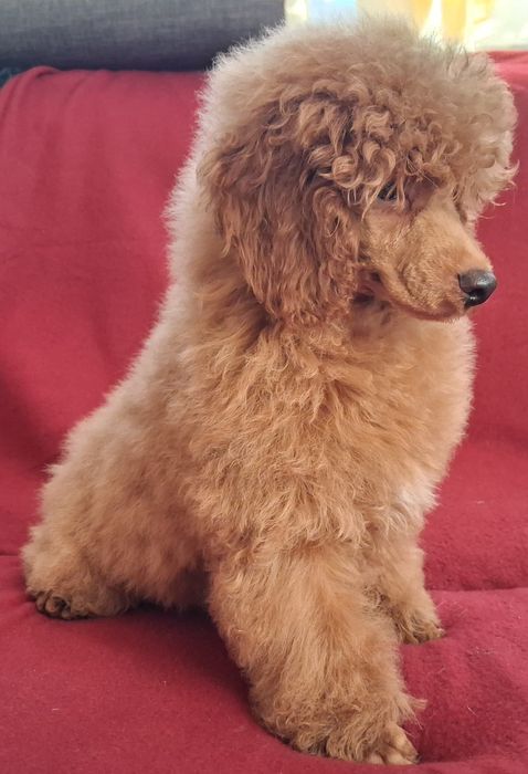 Pudel miniaturowy połowy piesek