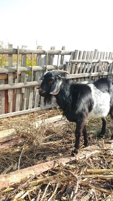 Козел двухлетка продам