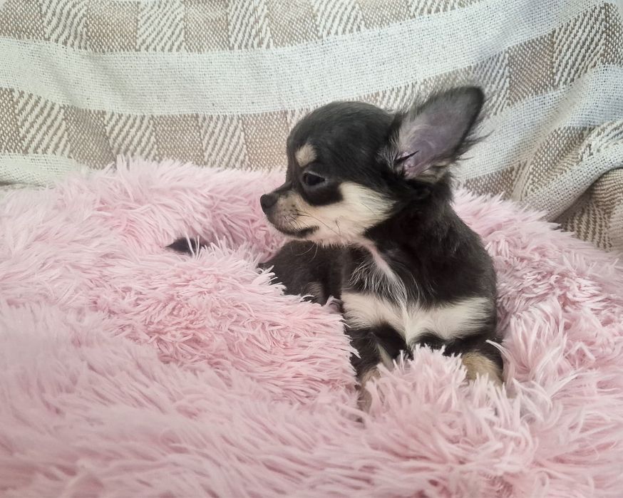 Chihuahua piesek długowłosy niebieski szczenię