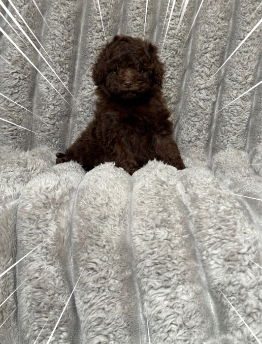 Той пудель девочка