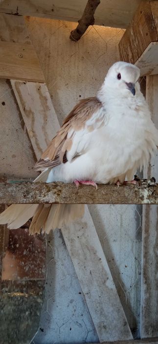 Rolas  malhadas saudáveis