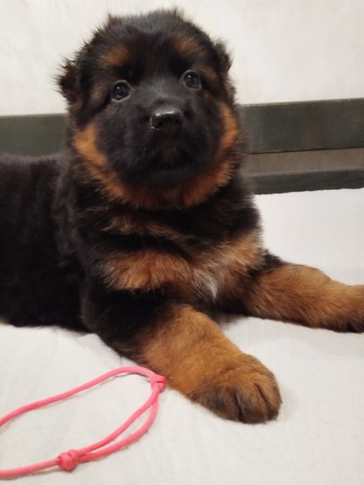 Німецька вівчарка бронювання