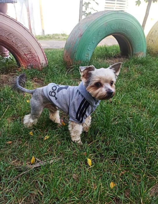 В'язка йорка. Йоркширський тер'єр. Йорк.Мини .Миник