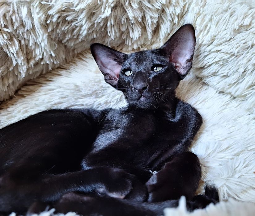 Детеныши Чужого))