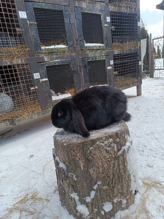 Króliki Barny Francuskie
