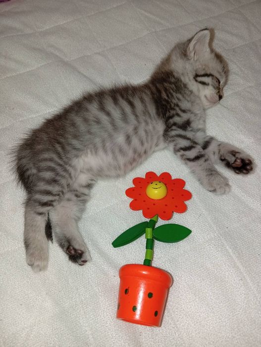 Шотландське кошеня хлопчик скотіш страйт