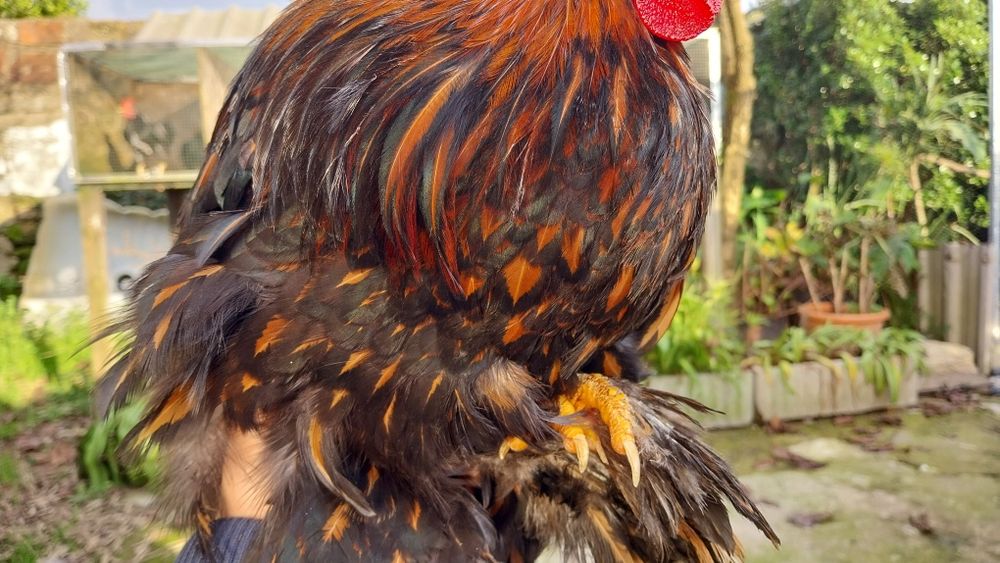 Pequim gold laced