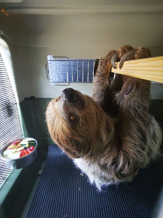 Transport koni i zwierząt egzotycznych – ZOO i hodowcy .