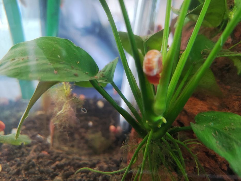 Caracóis Planorbis e búzios