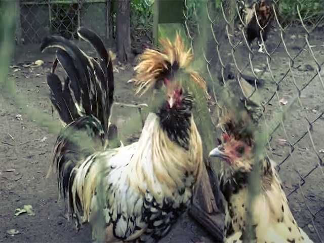 Яйцо на інкубацію курей Апенцеллер срібло, золото, біле золото, лимон.