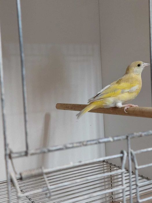 Cardinalitos da venezuela