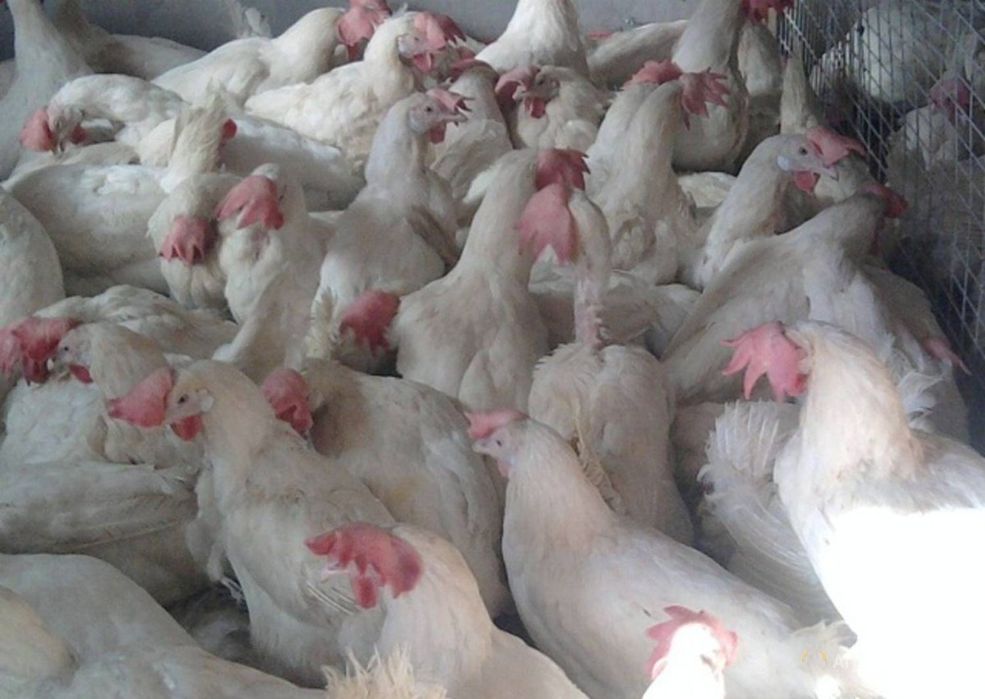 Несучки вік 9 міс