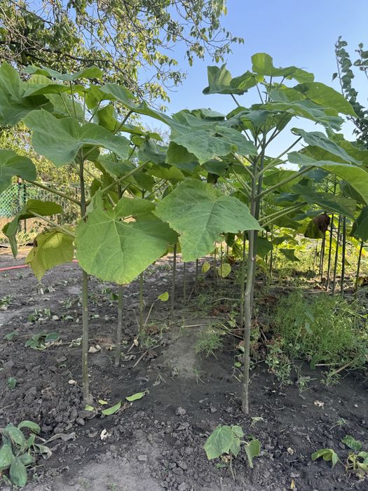 Піроканта павловнія