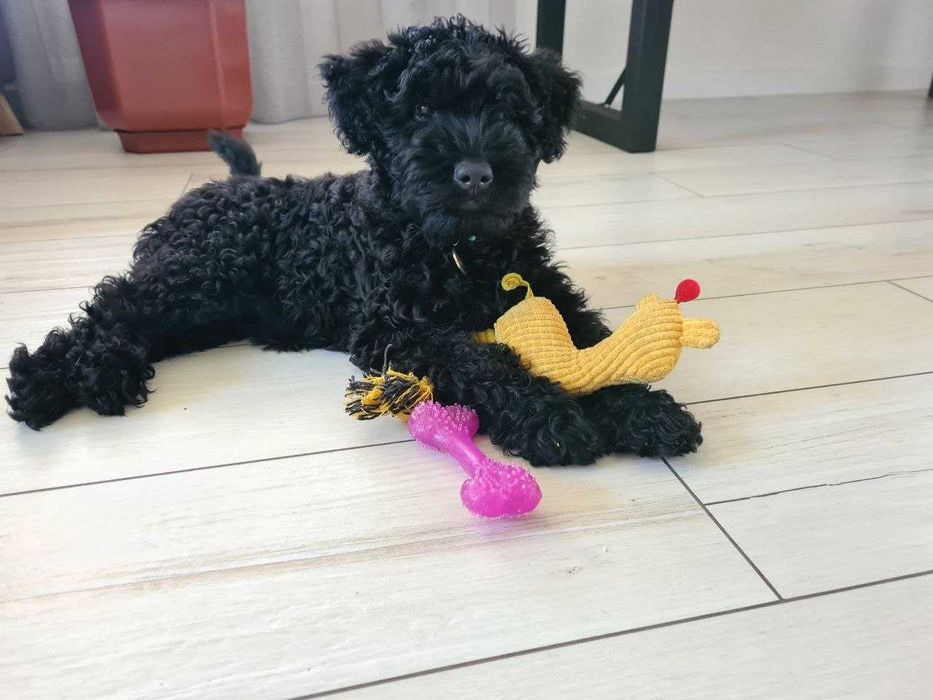 Цуценята Керрі Блю Тер'єра!