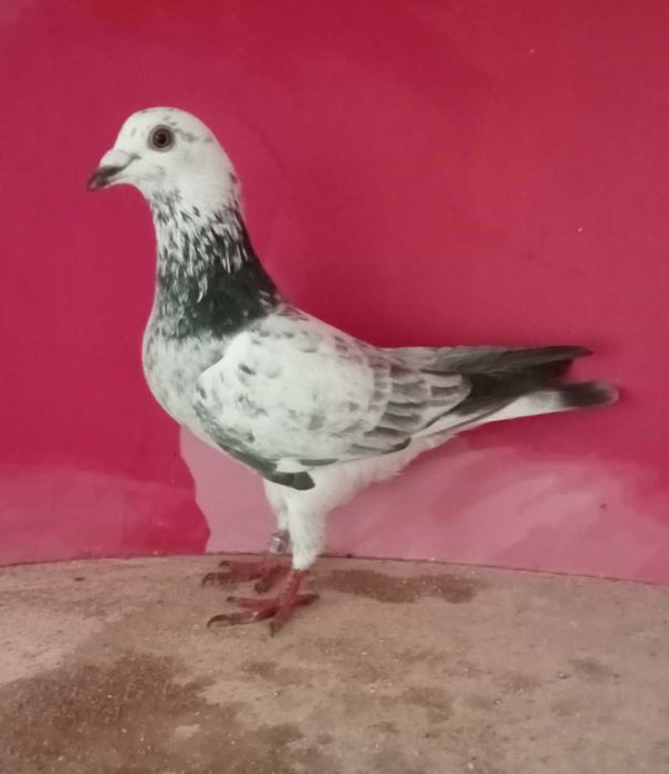 Lindo pombo correio Fantasminha