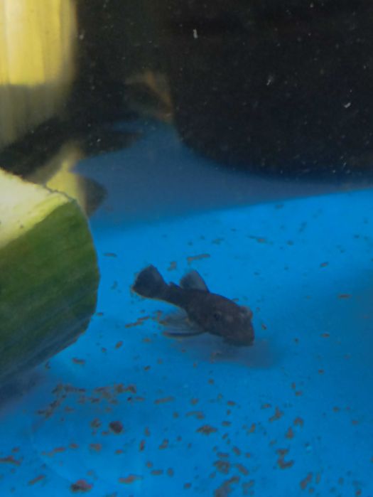 Zbrojniki Green Dragon mlody