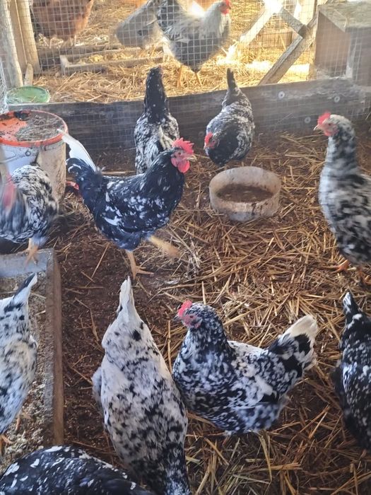 Jaja jajka lęgowe tęczanka czernichowska barnevelder