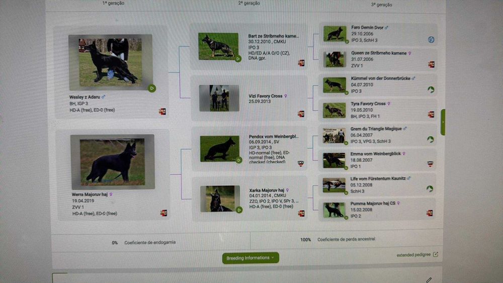 Pastor Alemão cor preto