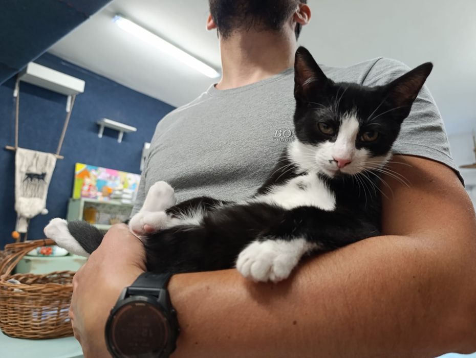 Kto pokochać Krówka ? adopcja Rybnik