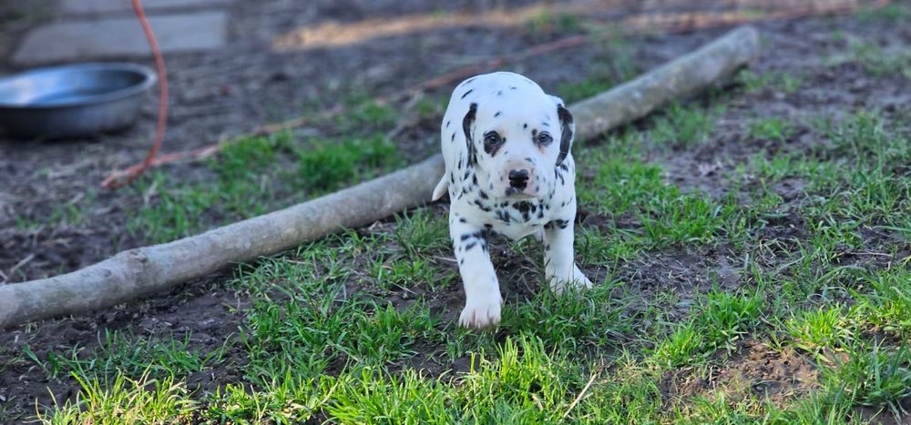 Dalmatyńczyk szczeniak