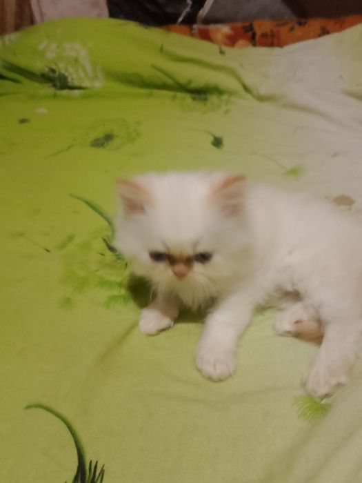 Кошеня перс Редпоінт