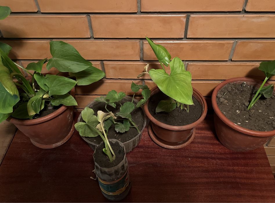 Цветы, калы, декоративные цветы