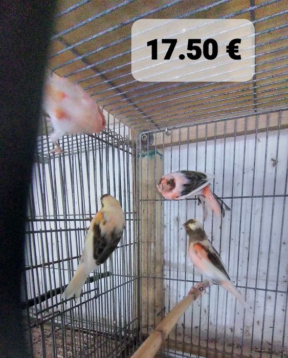 Canários muito bonitos