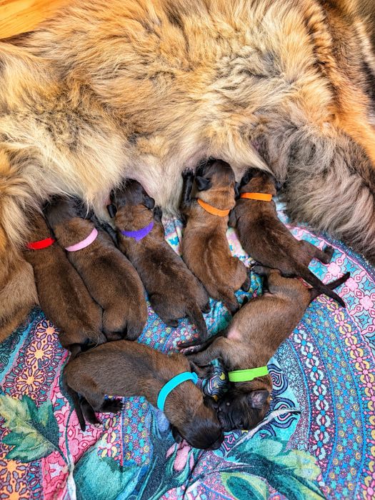 Leonberger ZKwP/FCI – szczenięta – SZACHAL