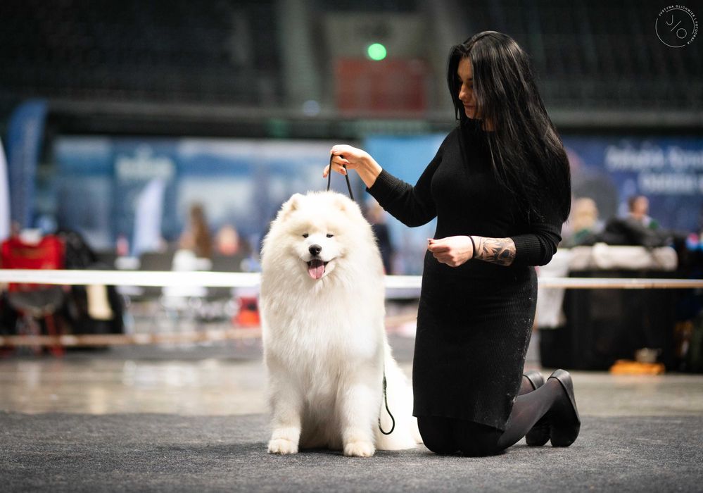 Samoyed/ Samojed ZKwP/FCI *Plany hodowlane WIOSNA 2026*