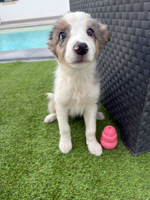 Border collie blue merle femea 2 meses