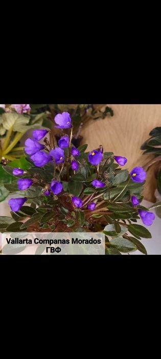 Дітки сортової фіалки ,від 35 грн