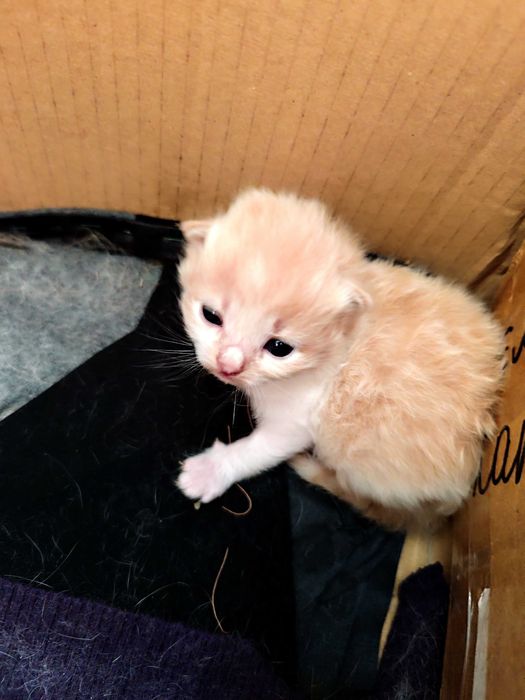 Кошенята безкоштовно