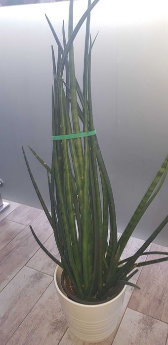 Sansewieria walcowata cylindryczna