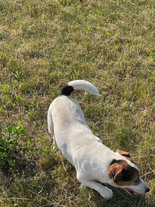 Jack Russell Terrier ZKwP FCI suczka