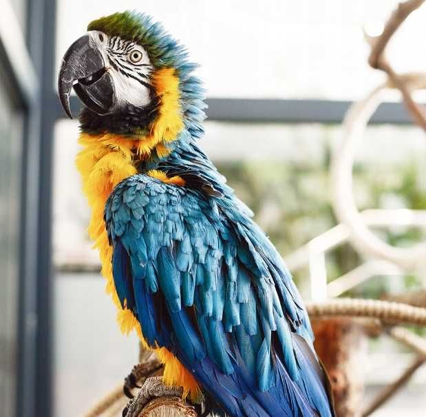 Wysoka DUŻA KLATKA Dla Ptaków Papug Kanarków + Akcesoria - WYPRZEDAŻ