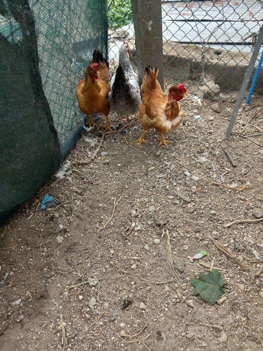 Galos e galinhas caseiros