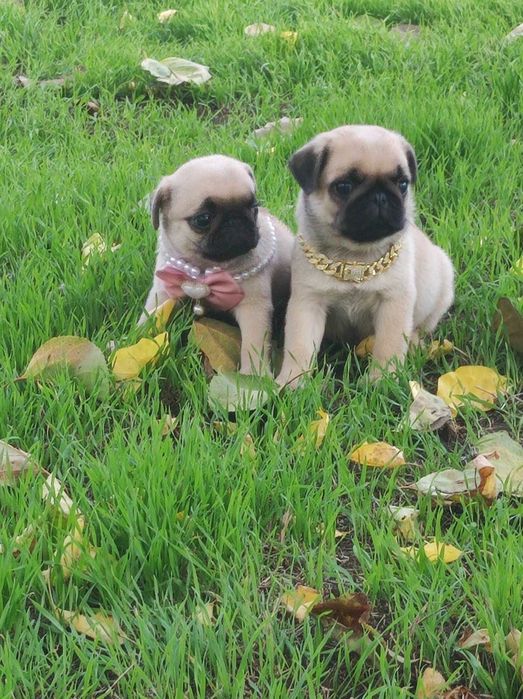 Гарненькі цуценята мопса