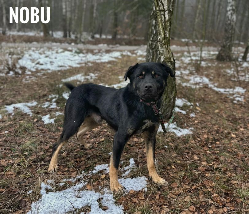 1 rok, 30 kg, przyjazny Nobu, adopcja za darmo oddam